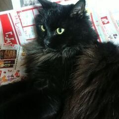 【黒猫くー♀を探しています】 − 千葉県