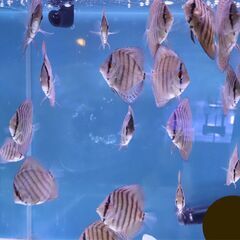 ディスカス稚魚５匹セット＋オマケ１匹②の画像