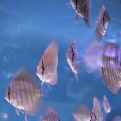 ディスカス稚魚５匹セット＋オマケ１匹②の画像