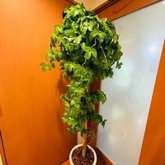 観葉植物　造花　の画像