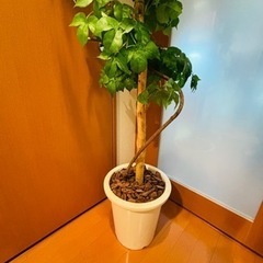 観葉植物　造花　の画像