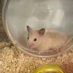 里親さん募集します！！