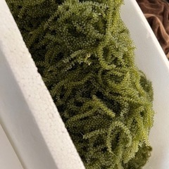 沖縄県産！海ぶどう 1kg