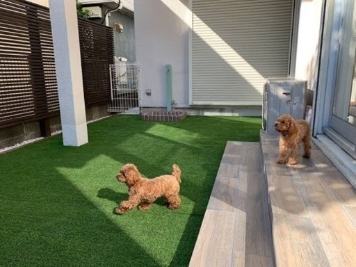 お家のお庭、ドッグランにしてみませんか？