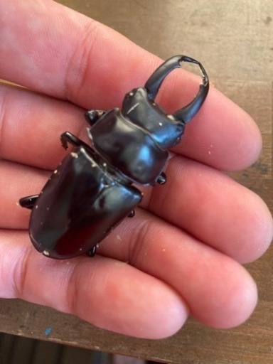 限定1セット　黒ドンキ　ドンキエルハンプイ　幼虫3頭