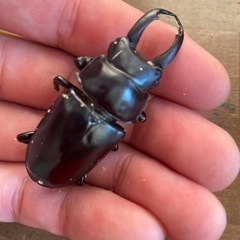 限定1セット 黒ドンキ ドンキエルハンプイ 幼虫3頭