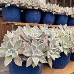 【多肉植物】の画像