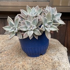 【多肉植物】の画像