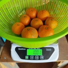 温州みかん🍊　1kg当り