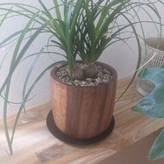 観葉植物、天然木鉢付き。