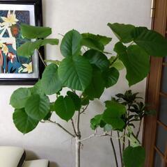 ✰ありがとうございますm(__)m決まりました❗キャンセルしない方でお願いいたします❗熱帯植物　観葉植物　ウンベラータ160cmの画像