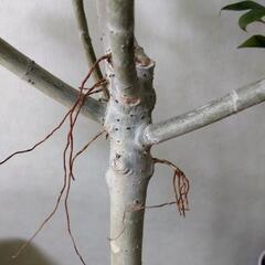 ✰ありがとうございますm(__)m決まりました❗キャンセルしない方でお願いいたします❗熱帯植物　観葉植物　ウンベラータ160cmの画像