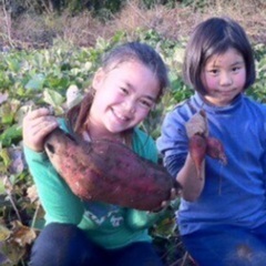 さつまいも掘り。12月３日。紅はるか、安納芋、福むらさき芋など7種。