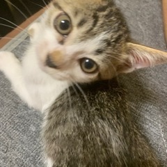 生後2ヶ月子猫 - 猫