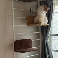 突っ張り型　キャットウォーク