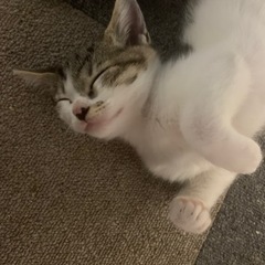 子猫2ヶ月半