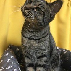 元気いっぱい人が大好きな男の子☀️１歳８ヶ月🐱