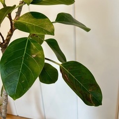 観葉植物　フィカスアルテシマの画像