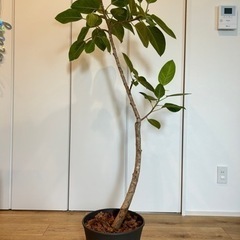 観葉植物　フィカスアルテシマの画像