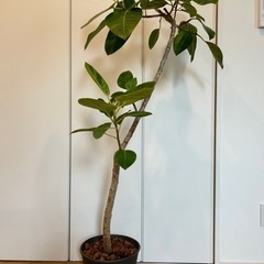 観葉植物　フィカスアルテシマの画像