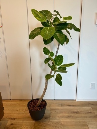 観葉植物　フィカスアルテシマ