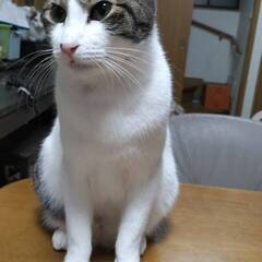 12月３日（日）里親会参加予定♥ベニス君♥