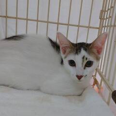 12月３日（日）里親会参加予定♥ルゥ君♥
