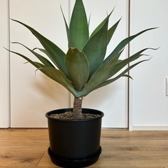 観葉植物　アガベ　アテナータ　アテヌアータ