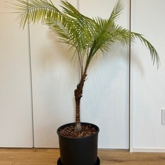 観葉植物　ヒメヤシの画像