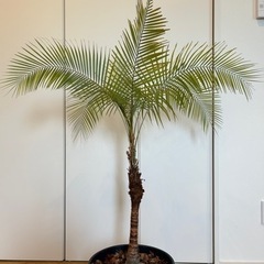 観葉植物　ヒメヤシ