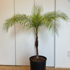 観葉植物　ヒメヤシの画像