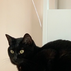 猫好きな方探してます