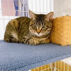 キジトラ(オス)2歳〜3歳。 譲渡契約済