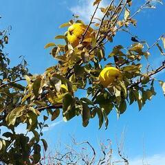 花梨の実そのまま差し上げますの画像