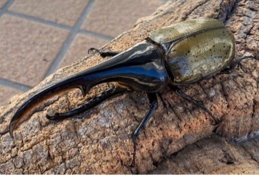 ヘラクレスオオカブトムシ　144ミリ　未使用