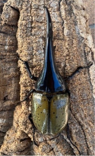 ヘラクレスオオカブトムシ　144ミリ　未使用