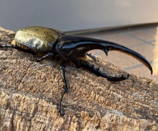 ヘラクレスオオカブトムシ　144ミリ　未使用