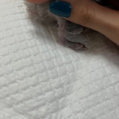 コザクラインコ　雛