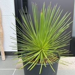 アガベ　ストリクタ　吹上　観葉植物　サボテン