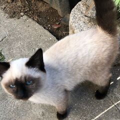シャムミックス 男の子 保護猫