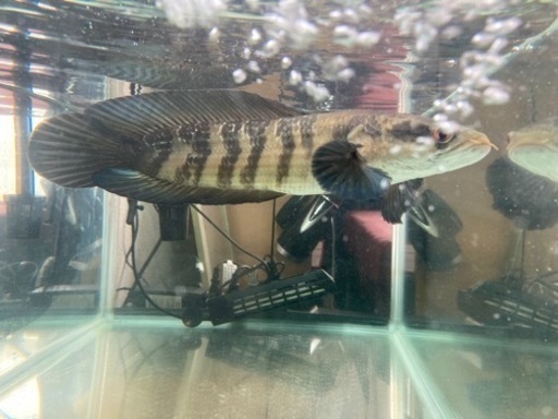 スネークヘッド（レッドマルリオイデス）＋水槽一式