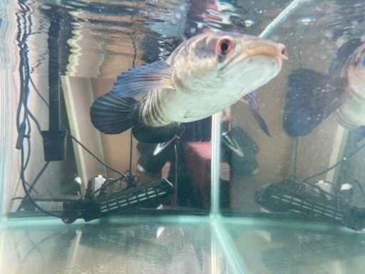 スネークヘッド（レッドマルリオイデス）＋水槽一式