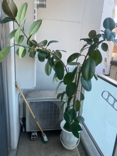 植物