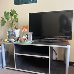 がじゅまるの画像