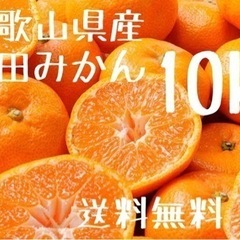 和歌山県産　有田みかん　10kg 加工用　家庭用　送料込み
