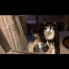 ぶち猫の里親になりませんか？ - 里親募集