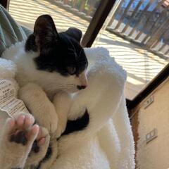 ぶち猫の里親になりませんか？ − 群馬県