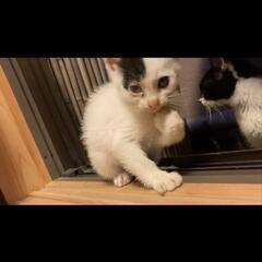 ぶち猫の里親になりませんか？ - 猫