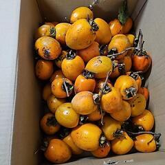 渋柿　吊るし柿用の画像