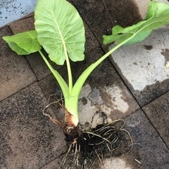 クワズイモ苗 観葉植物